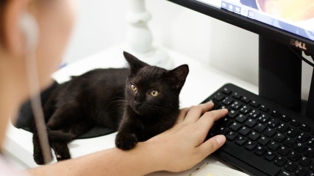 Imagem de uma pessoa na frente do computador e seu gato preto em cima da mesa, com uma das patas sobre o seu braço