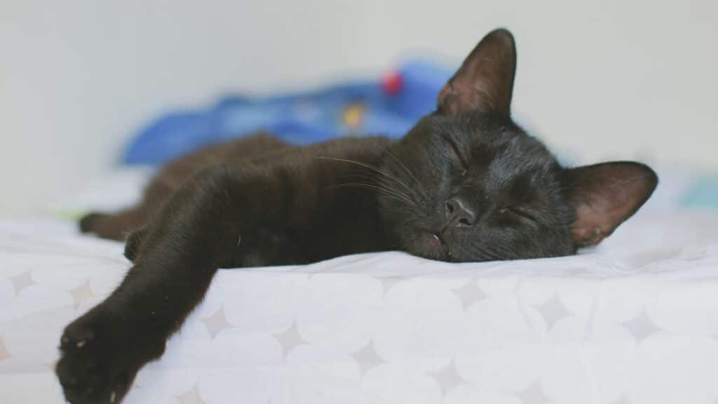 Imagem de um gato preto dormindo na cama