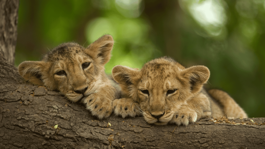 Filhotes de leão em tronco de árvore