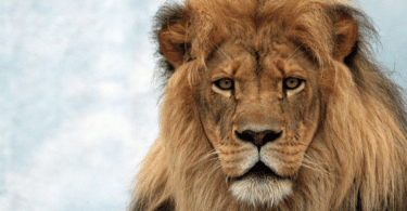 Close-up no rosto de um leão em meio a natureza
