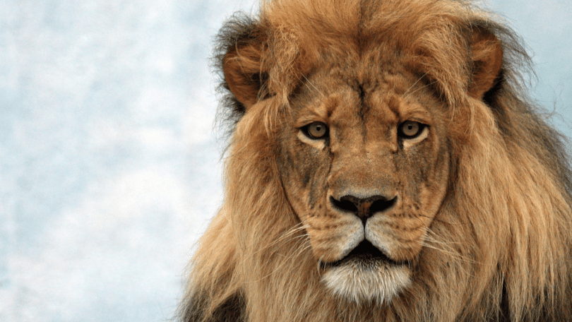 Close-up no rosto de um leão em meio a natureza