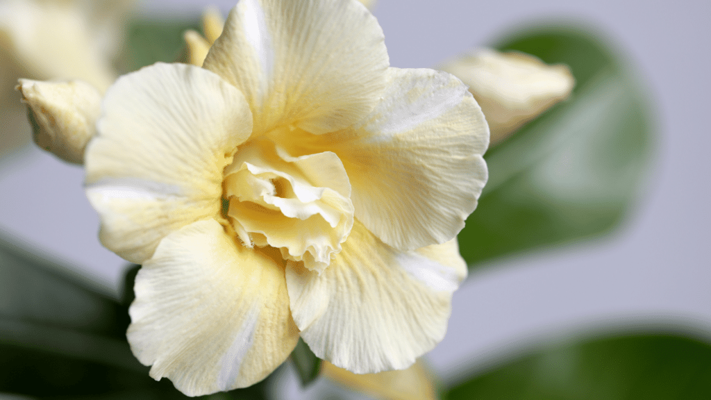 Flor do deserto branca