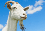 Foto de cabra com fundo de céu azul com nuvens