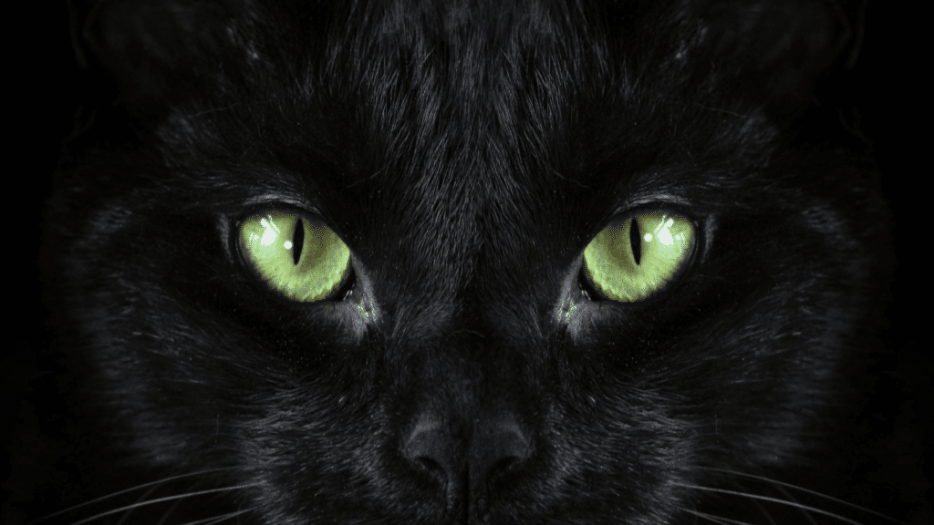 Olhos de um gato preto. 