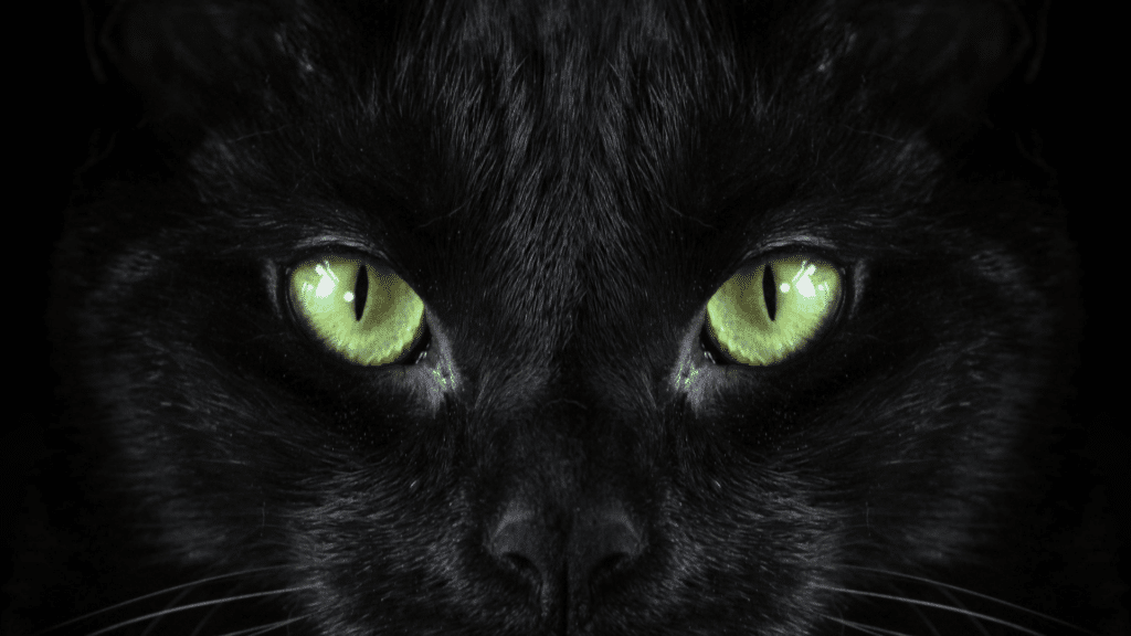 Olhos de um gato preto.