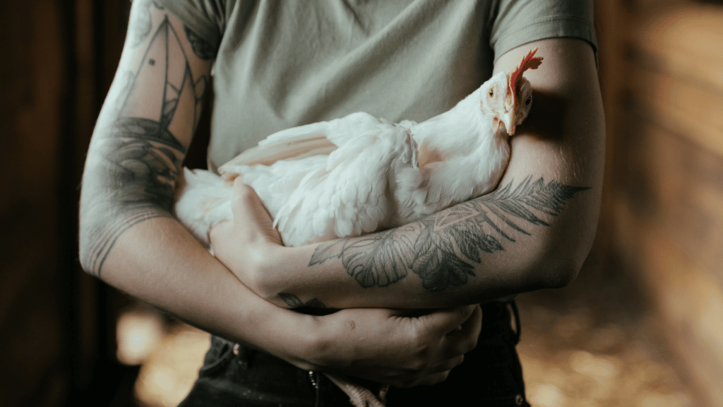 Braços femininos e tatuados envolvendo uma galinha branca. 