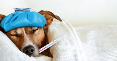 Cachorro deitado na cama com uma bolsa térmica na cabeça e com um termometro na boca.