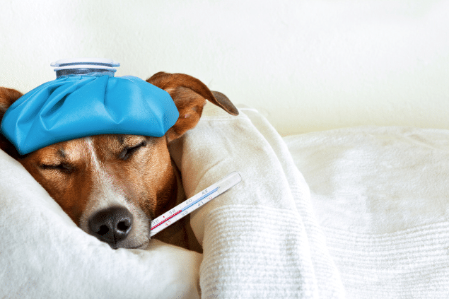 Cachorro deitado na cama com uma bolsa térmica na cabeça e com um termometro na boca.