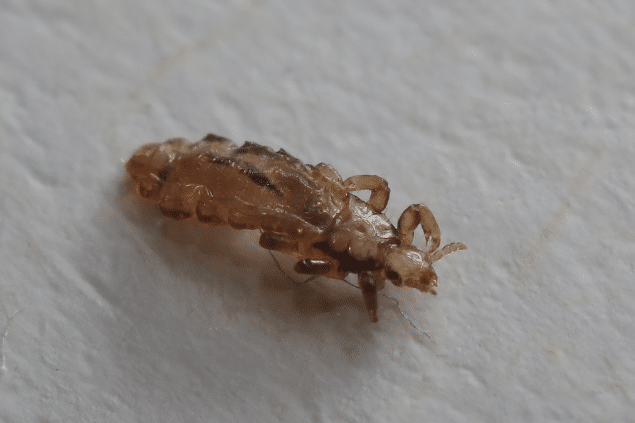 Piolho em cima de um lençol branco