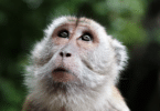 Macaco em meio a floresta olhando para cima