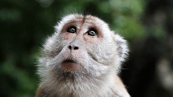 Macaco em meio a floresta olhando para cima