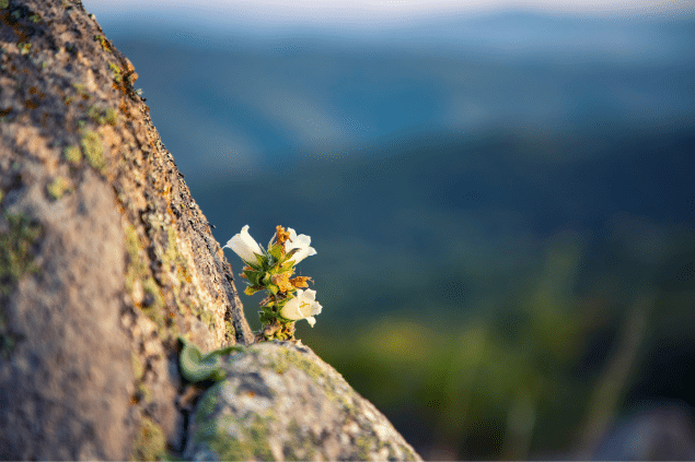 Flor crescendo no meio de uma rocha