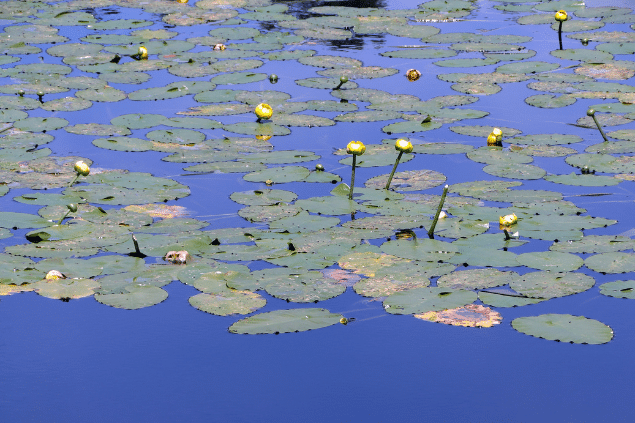 Lírio do brejo