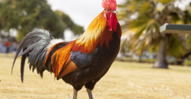 Galo em um gramado