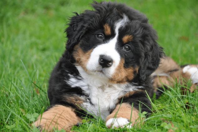 Cachorro olhando para a câmera com a cabeça inclinada