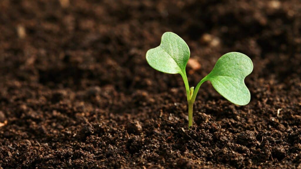 Imagem da terra e uma planta saindo dela