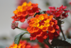 Flor Lantana