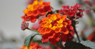 Flor Lantana