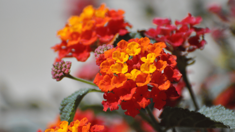 Flor Lantana