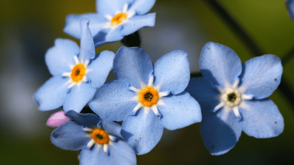 Flor Miosótis na natureza