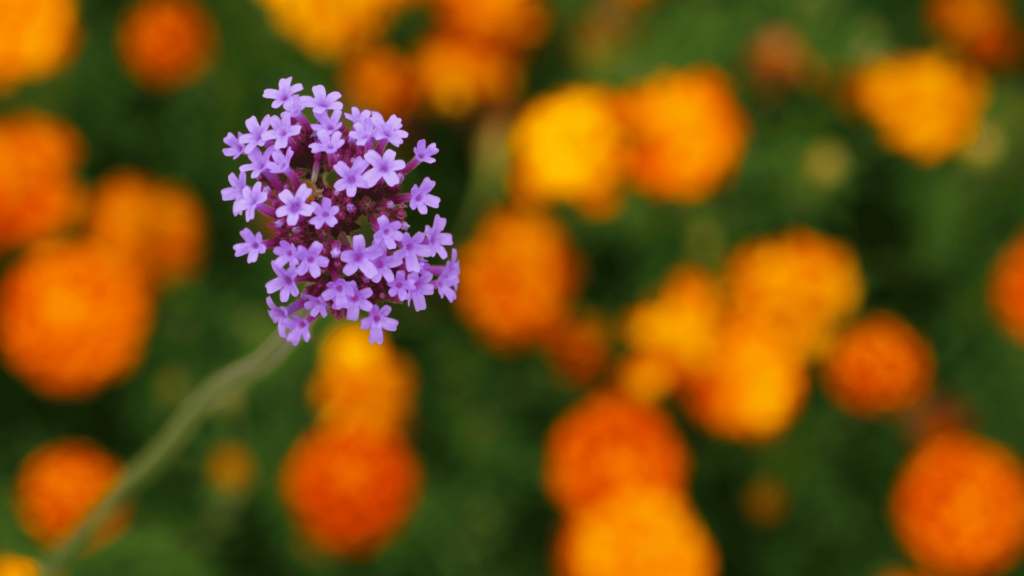 Flor lantana lilás