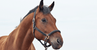 Foto de rosto de cavalo