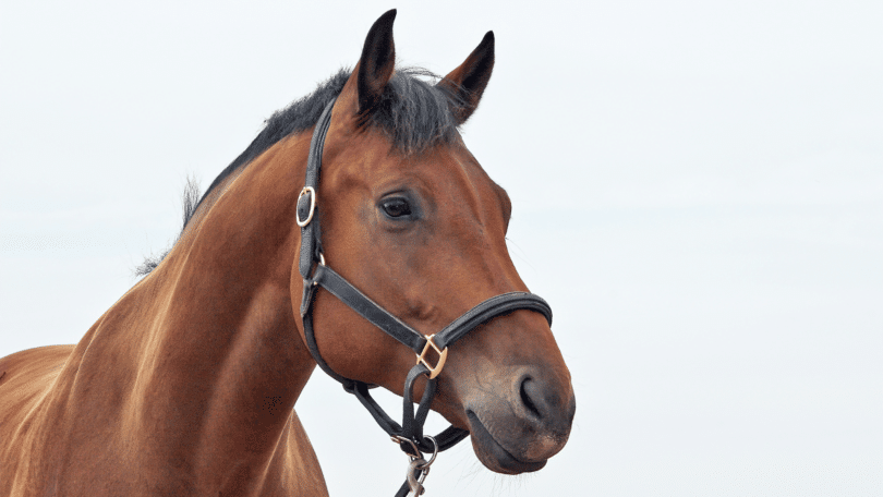 Foto de rosto de cavalo