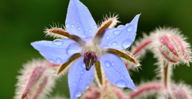 Foto com zoom em planta borragem