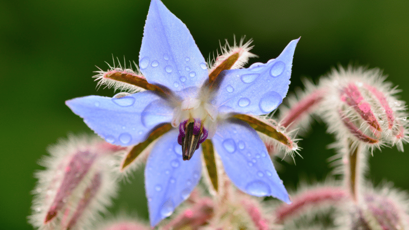 Foto com zoom em planta borragem