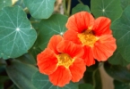 Imagem de duas "flores capuchinhas" ou "Tropaeolum majus" juntas. Ao lado delas, há outras plantas.
