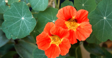 Imagem de duas "flores capuchinhas" ou "Tropaeolum majus" juntas. Ao lado delas, há outras plantas.