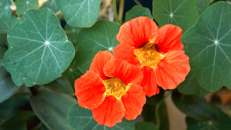 Imagem de duas "flores capuchinhas" ou "Tropaeolum majus" juntas. Ao lado delas, há outras plantas.