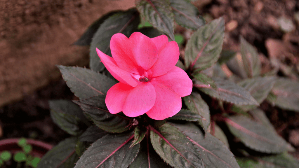 Planta Beijinho