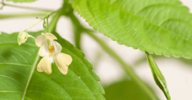 Planta beijinho