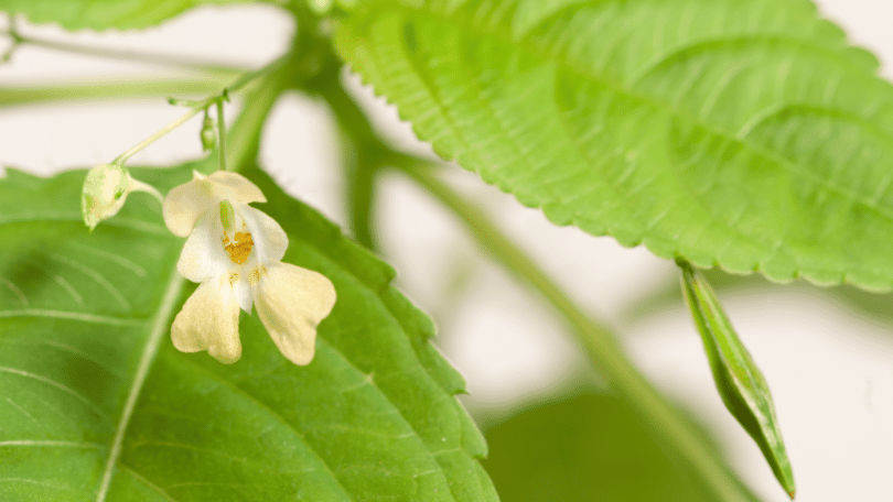 Planta beijinho