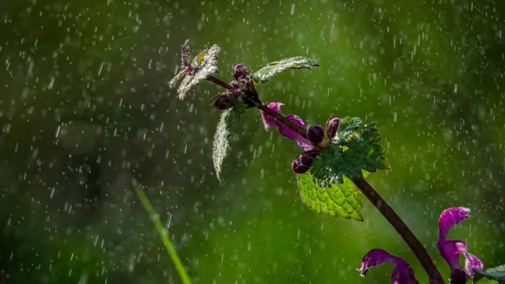 Planta na chuva 