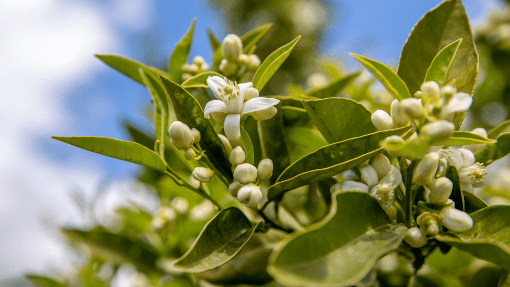 Flores de laranjeira. 