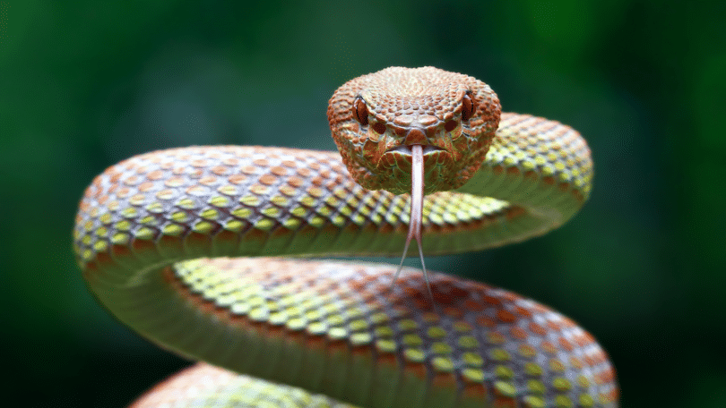 Serpente