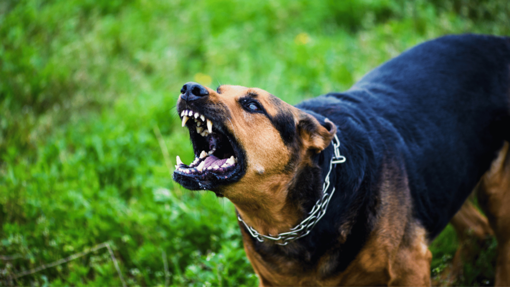 Cachorro bravo latindo em direção de outra pessoa.