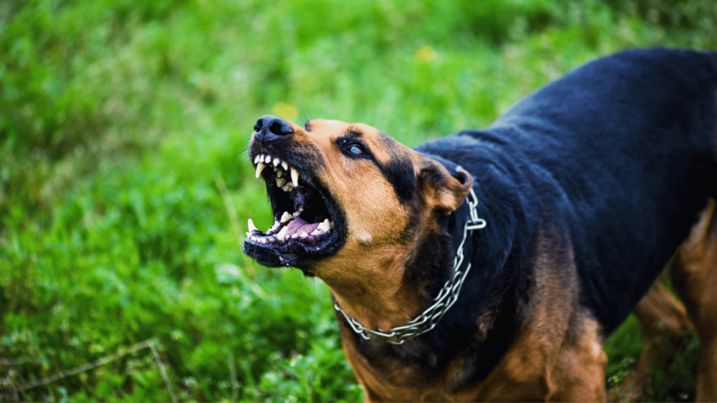 Cachorro bravo latindo em direção de outra pessoa. 