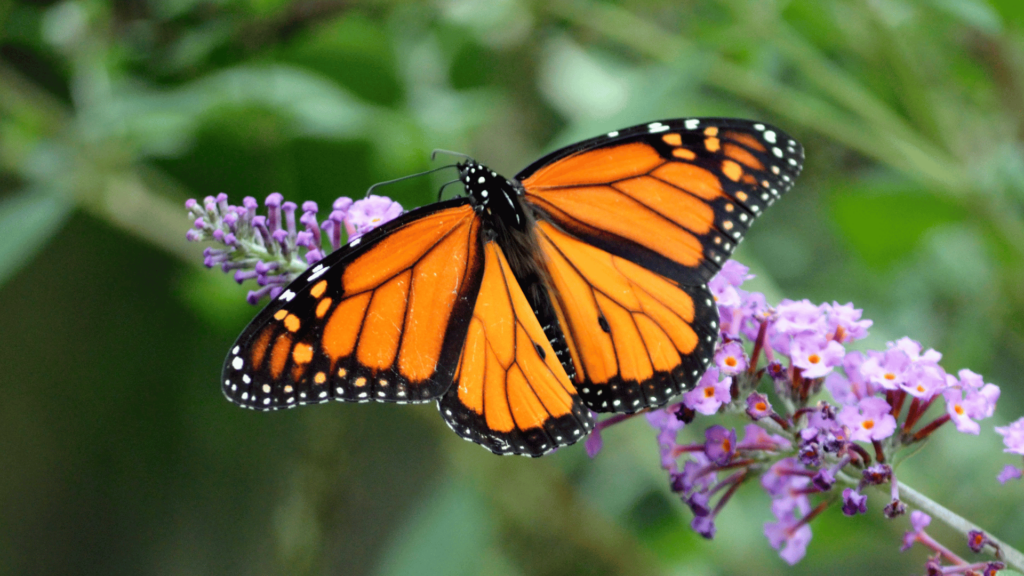 Borboleta laranja com preto em um galho de flor.