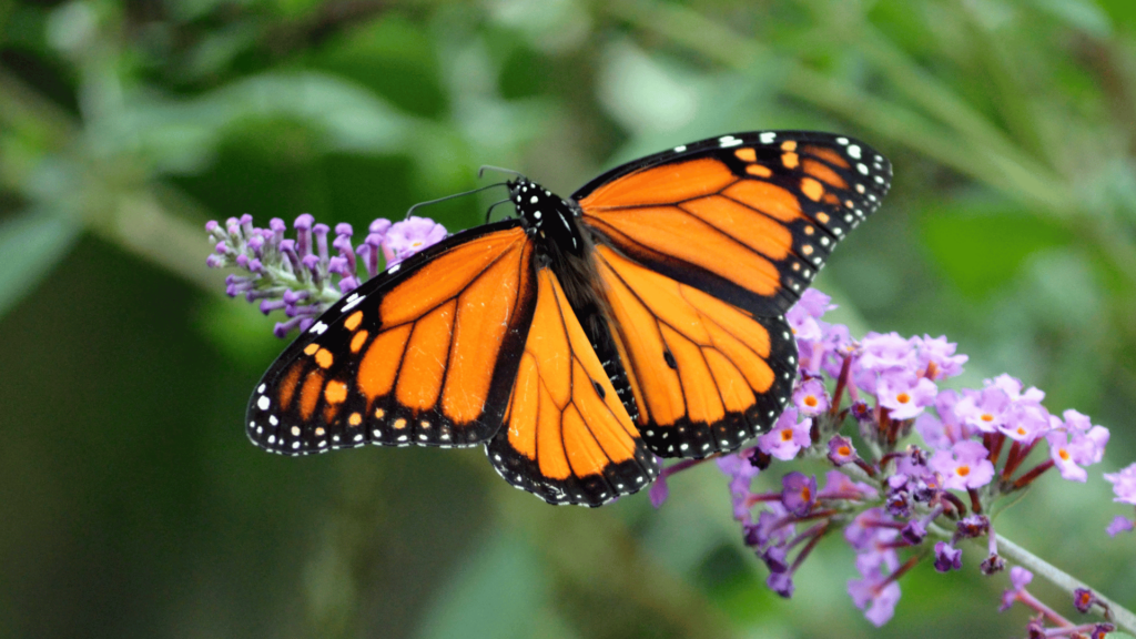 Borboleta laranja com preto em um galho de flor. 