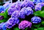 Flores de Hortênsia nas cores roxa e azul