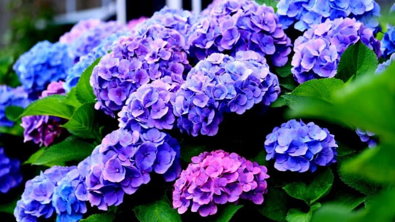 Flores de Hortênsia nas cores roxa e azul