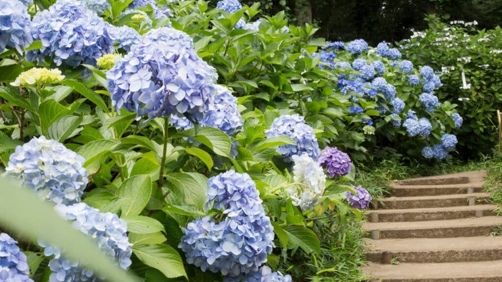 Hortênsias azuis em um jardim