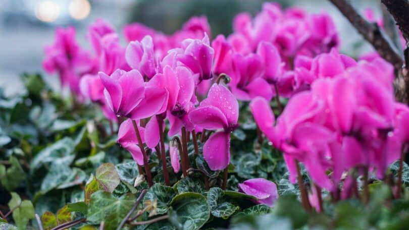 Flor Cíclame em um jardim