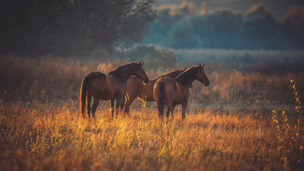Cavalos marrons em meio a natureza