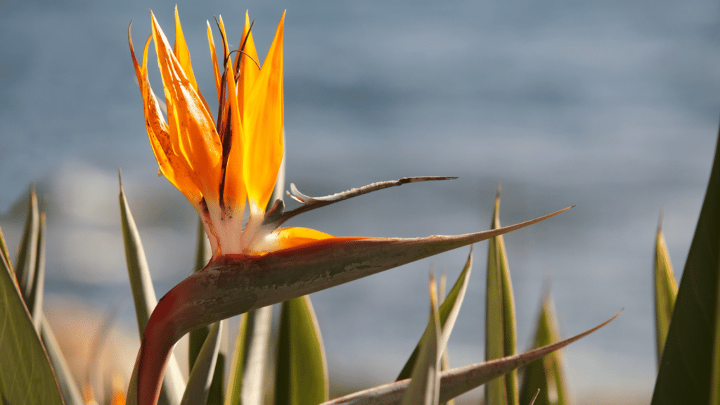 flor Strelitzia