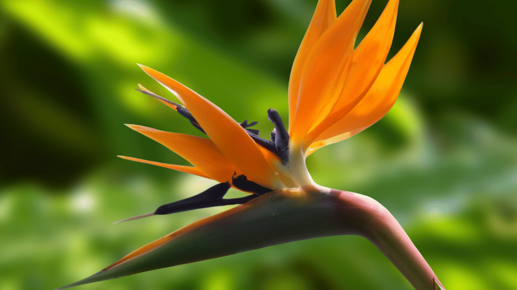 Flor Strelitzia