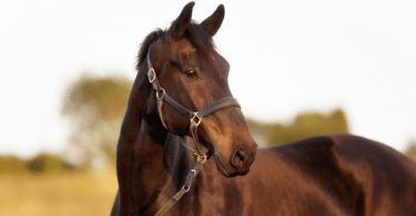 Cavalo marrom na natureza